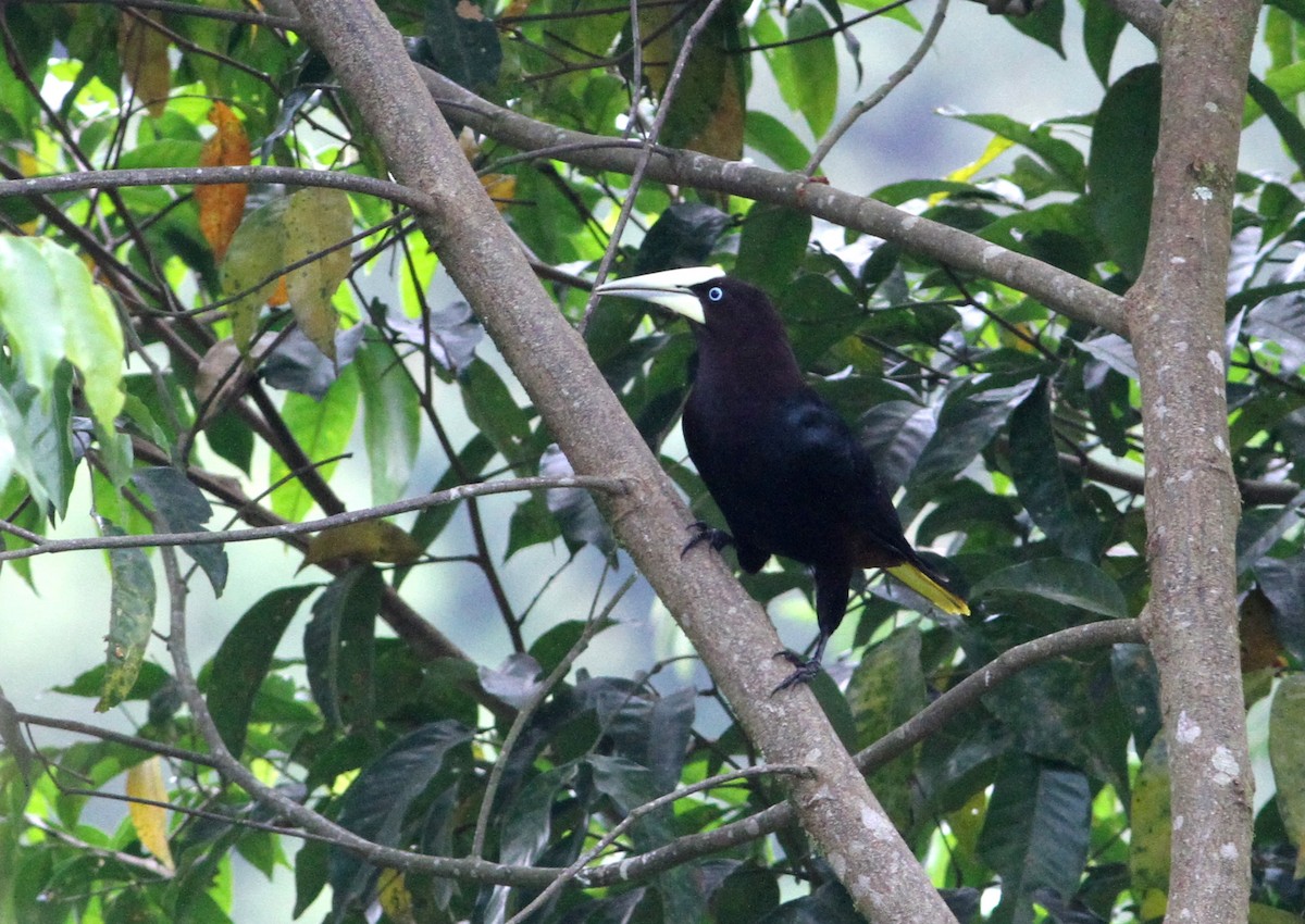 Chestnut-headed Oropendola - ML34258731