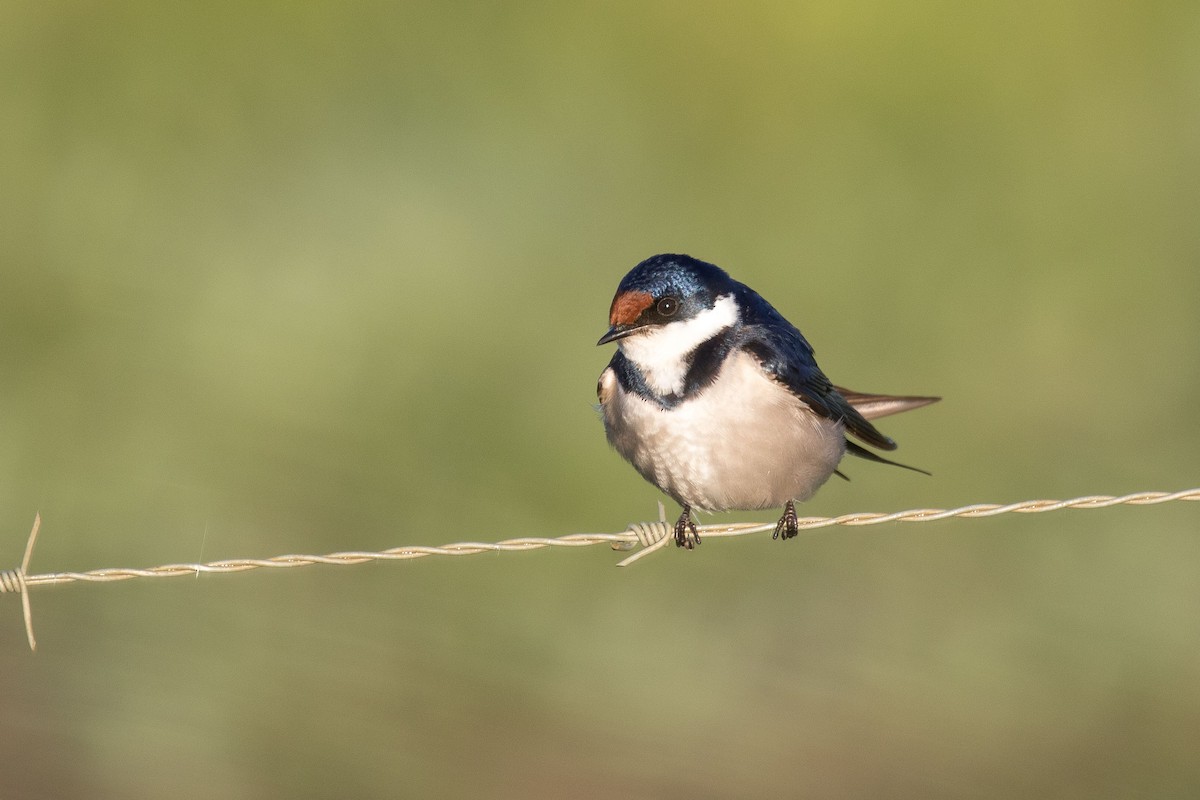 Golondrina Gorjiblanca - ML342587491