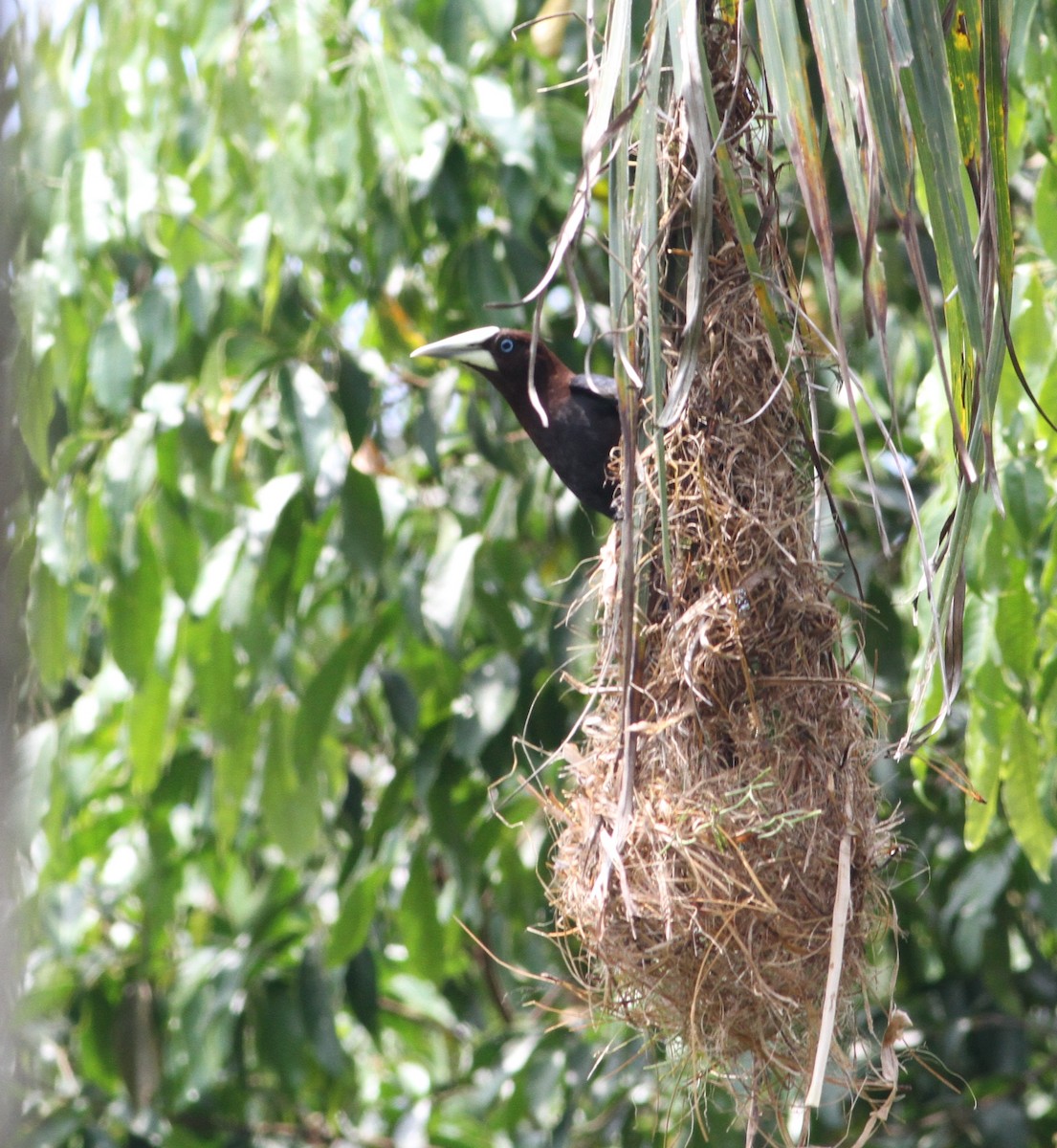 Chestnut-headed Oropendola - ML34258751