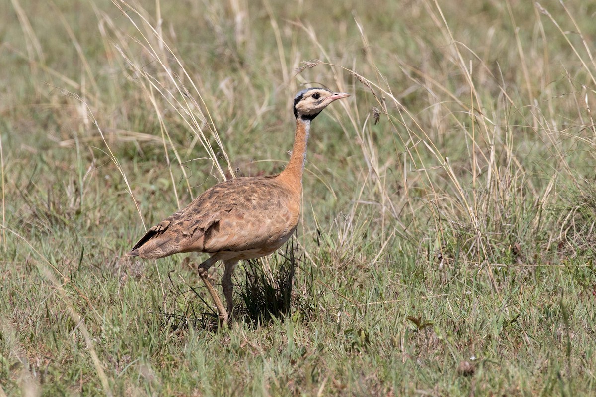 White-bellied Bustard - ML342587961