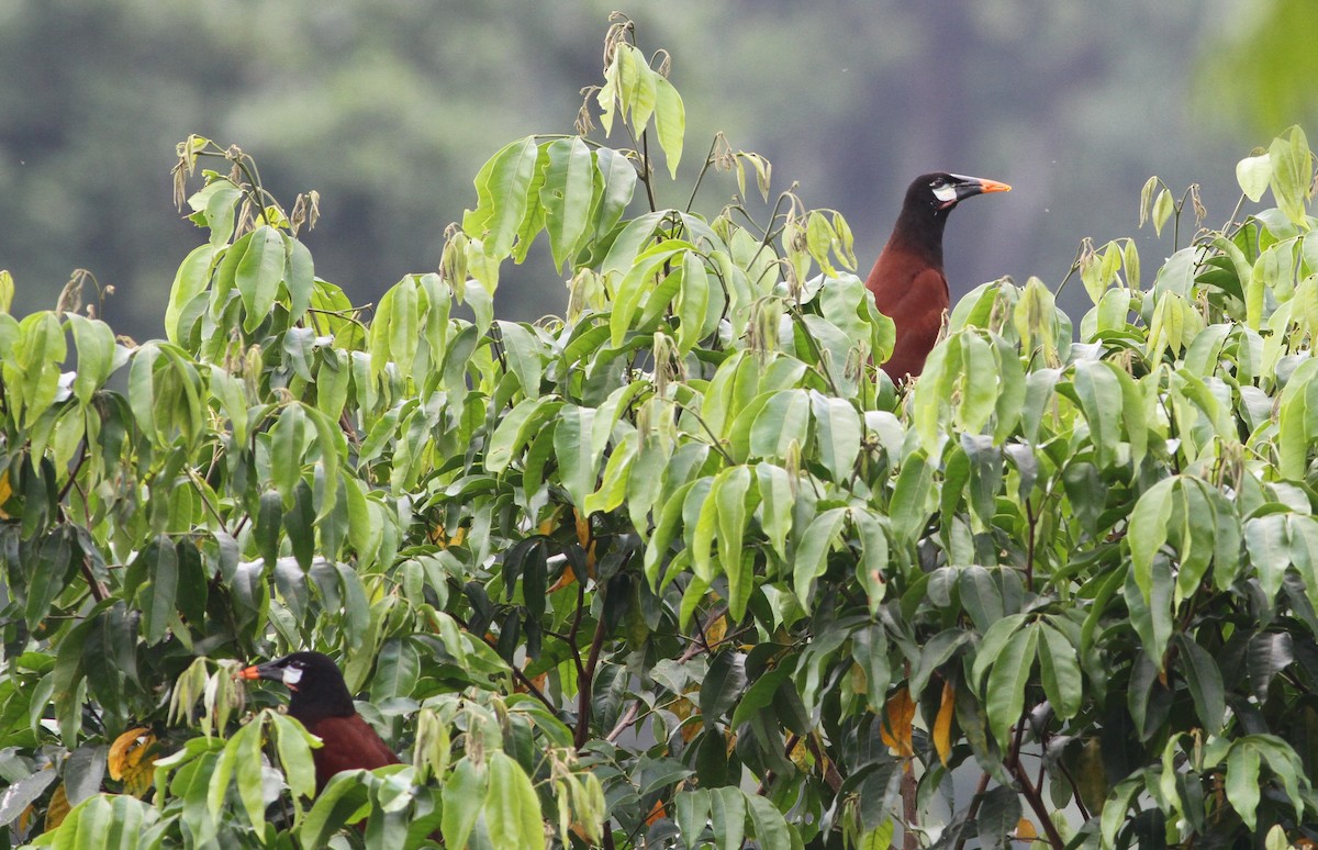 Montezuma Oropendola - ML34258801