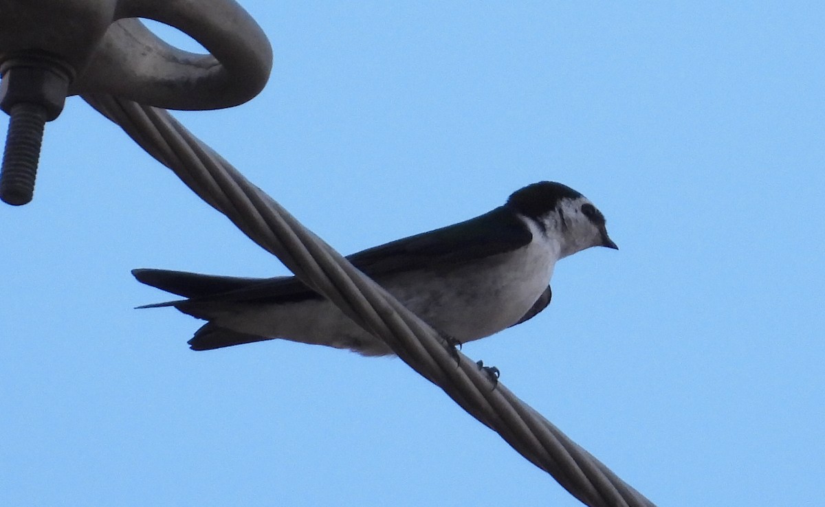 Violet-green Swallow - ML342590761