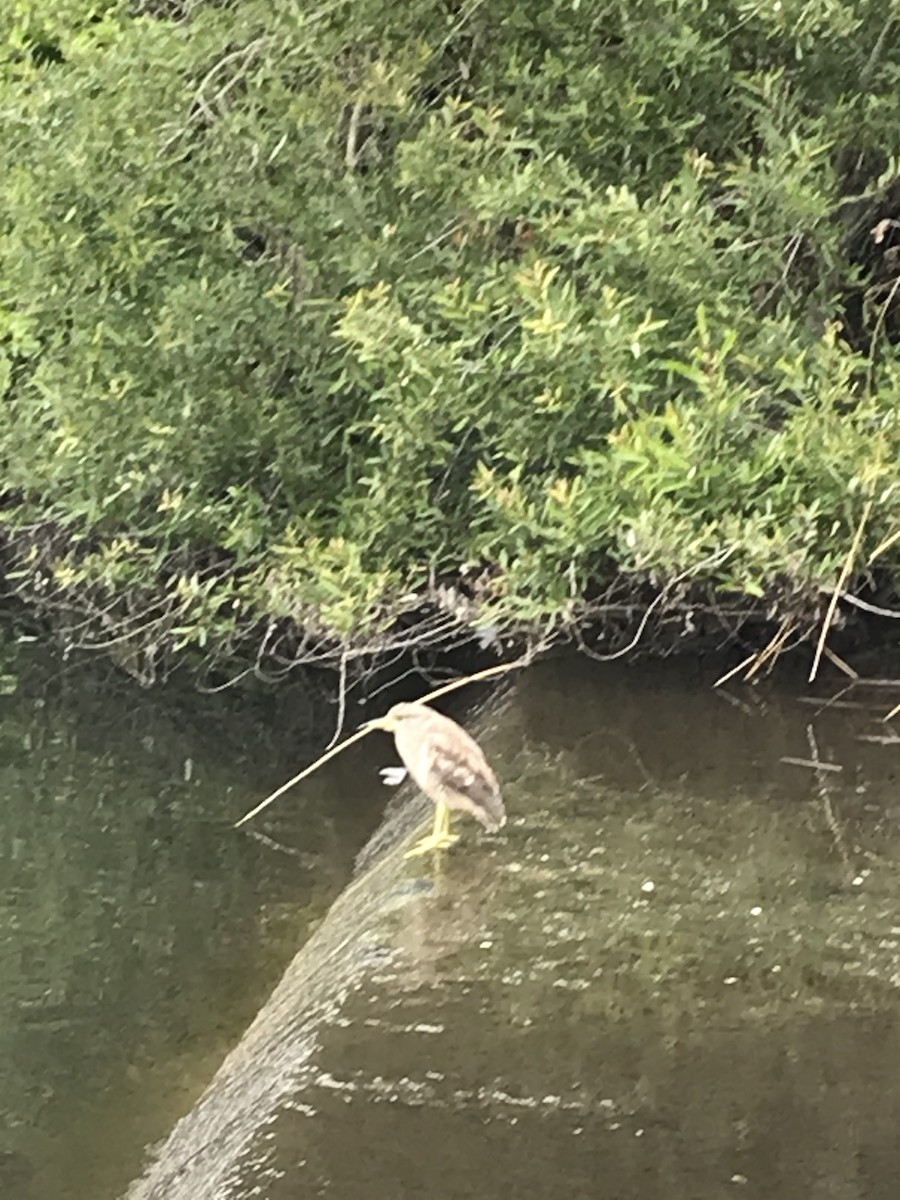 Black-crowned Night Heron - Barbara Riverwoman