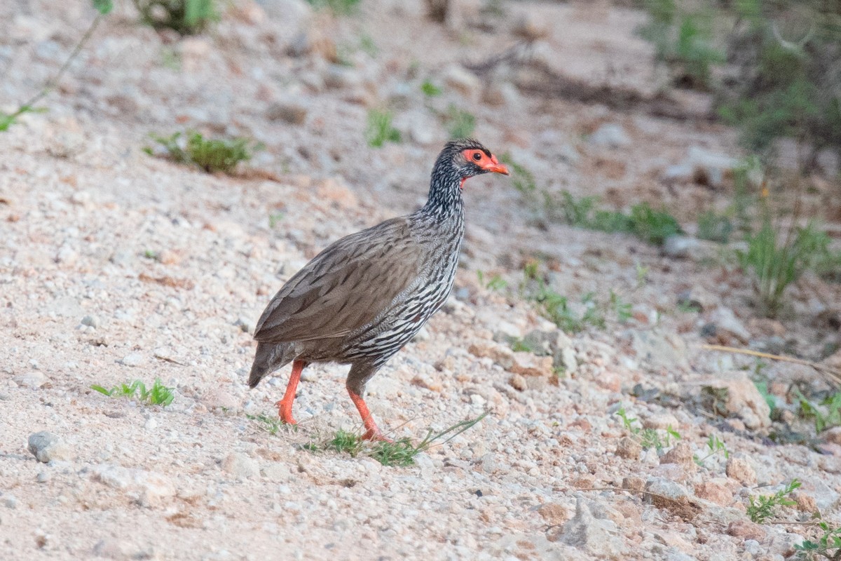 Francolin à gorge rouge - ML342591641