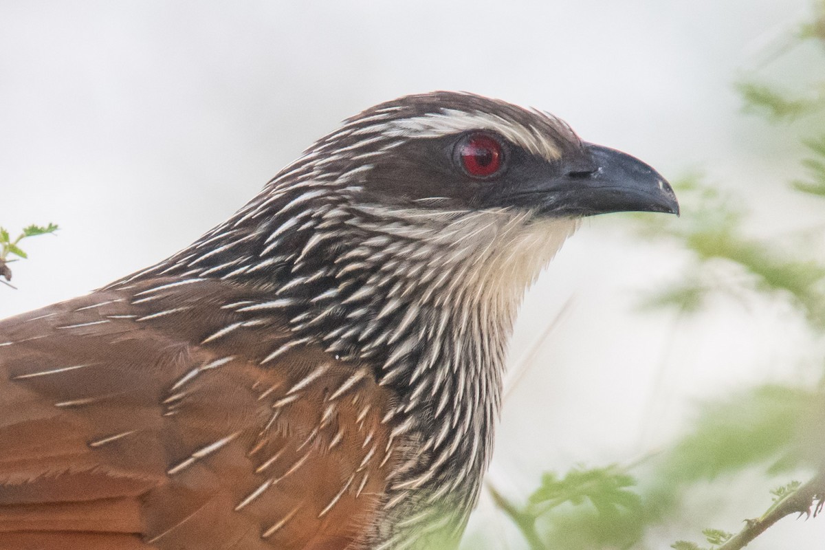 Coucal à sourcils blancs - ML342591791