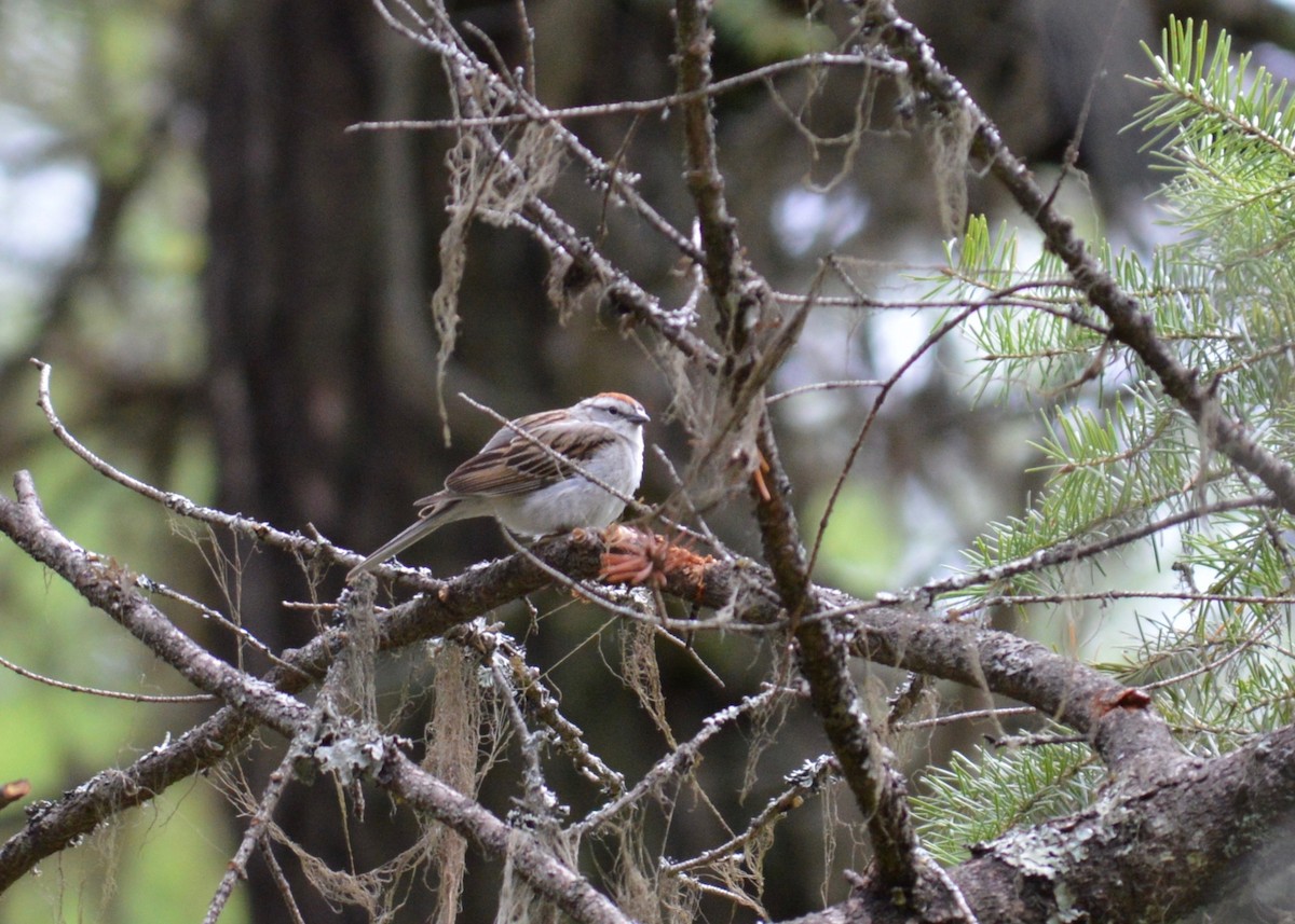 Chipping Sparrow - ML342592001