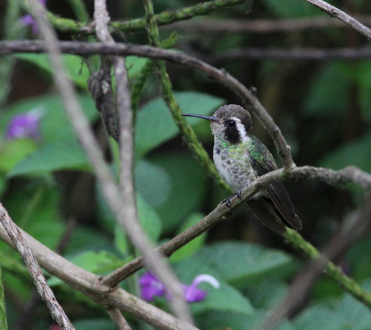 White-eared Hummingbird - ML34259301