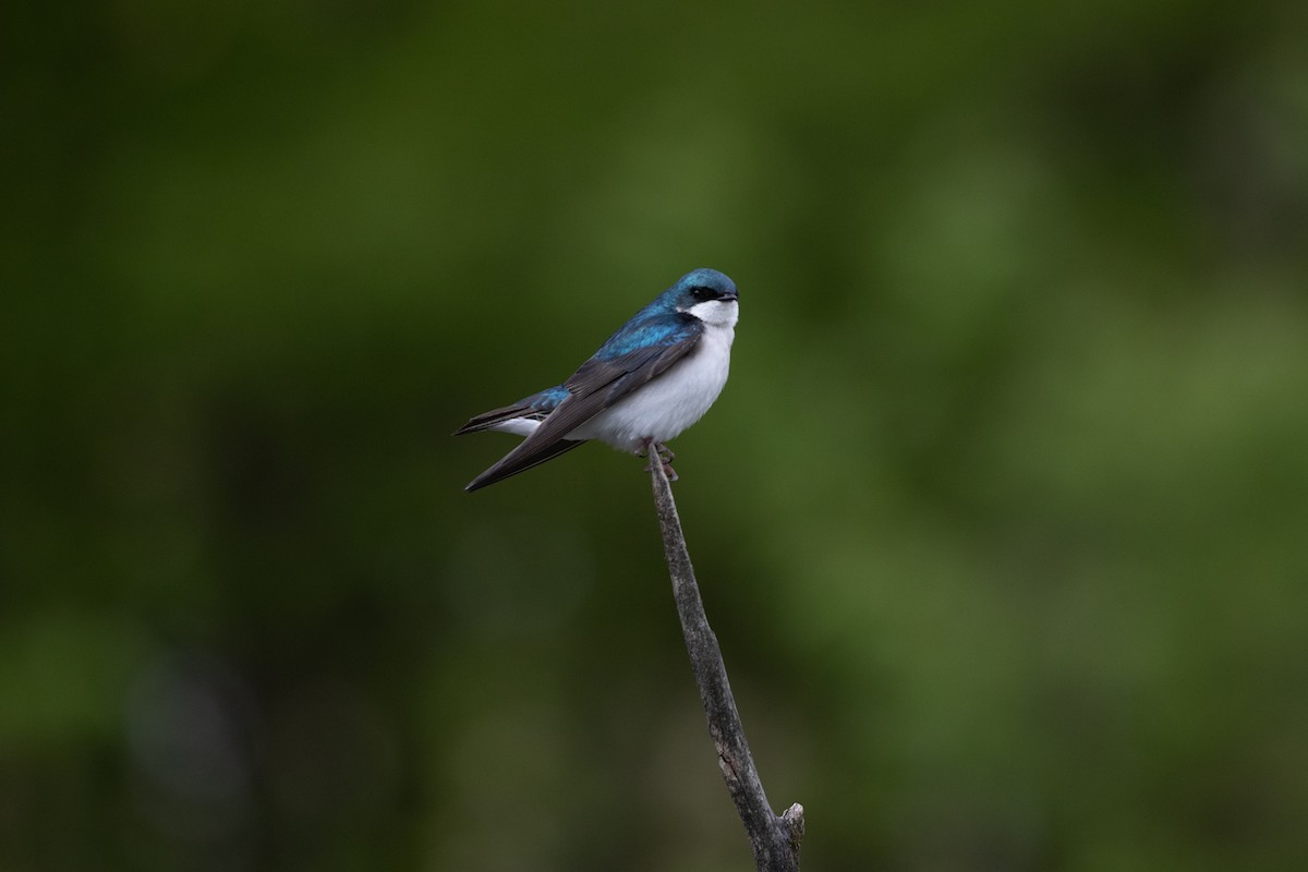 Tree Swallow - ML342593041