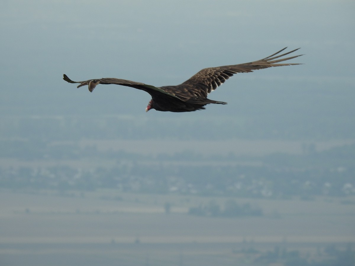 Turkey Vulture - ML342593051