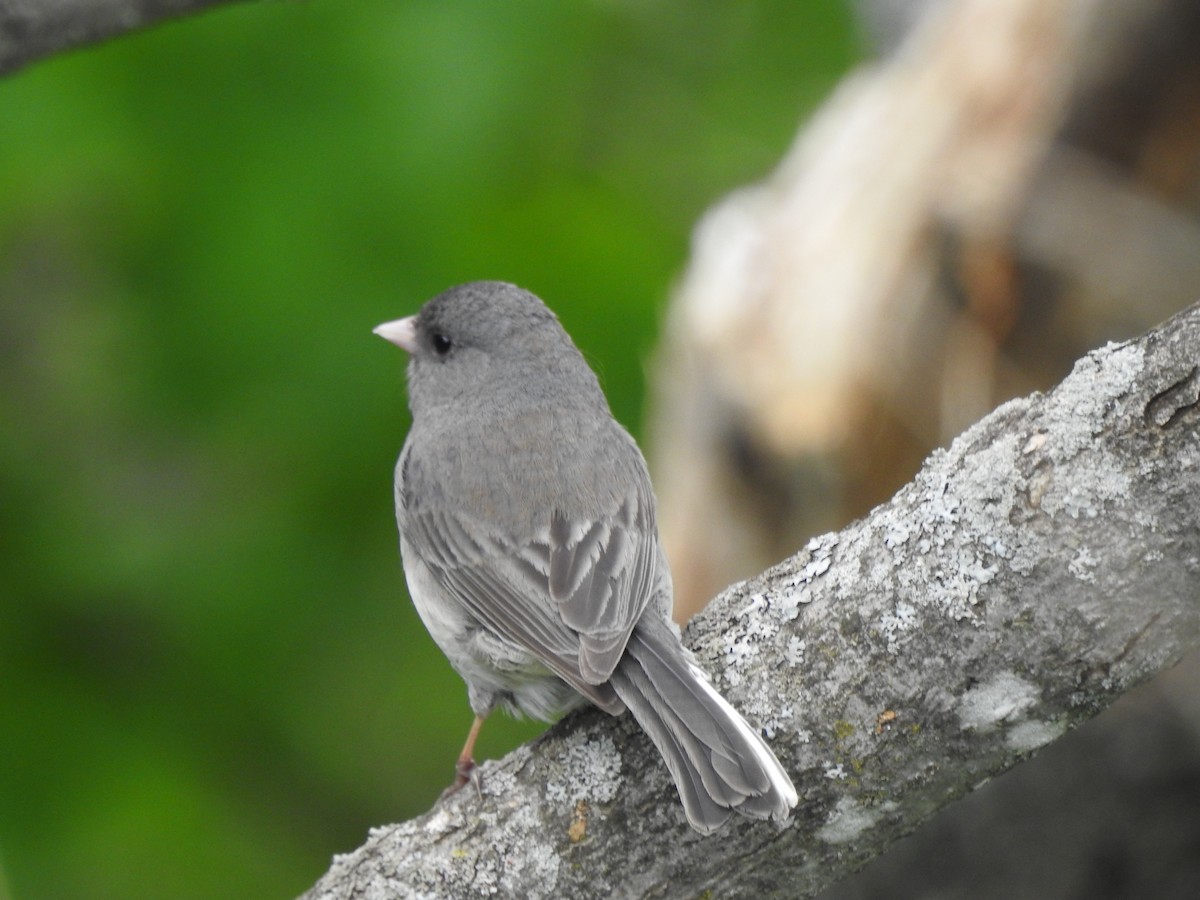 Dark-eyed Junco - ML342593621