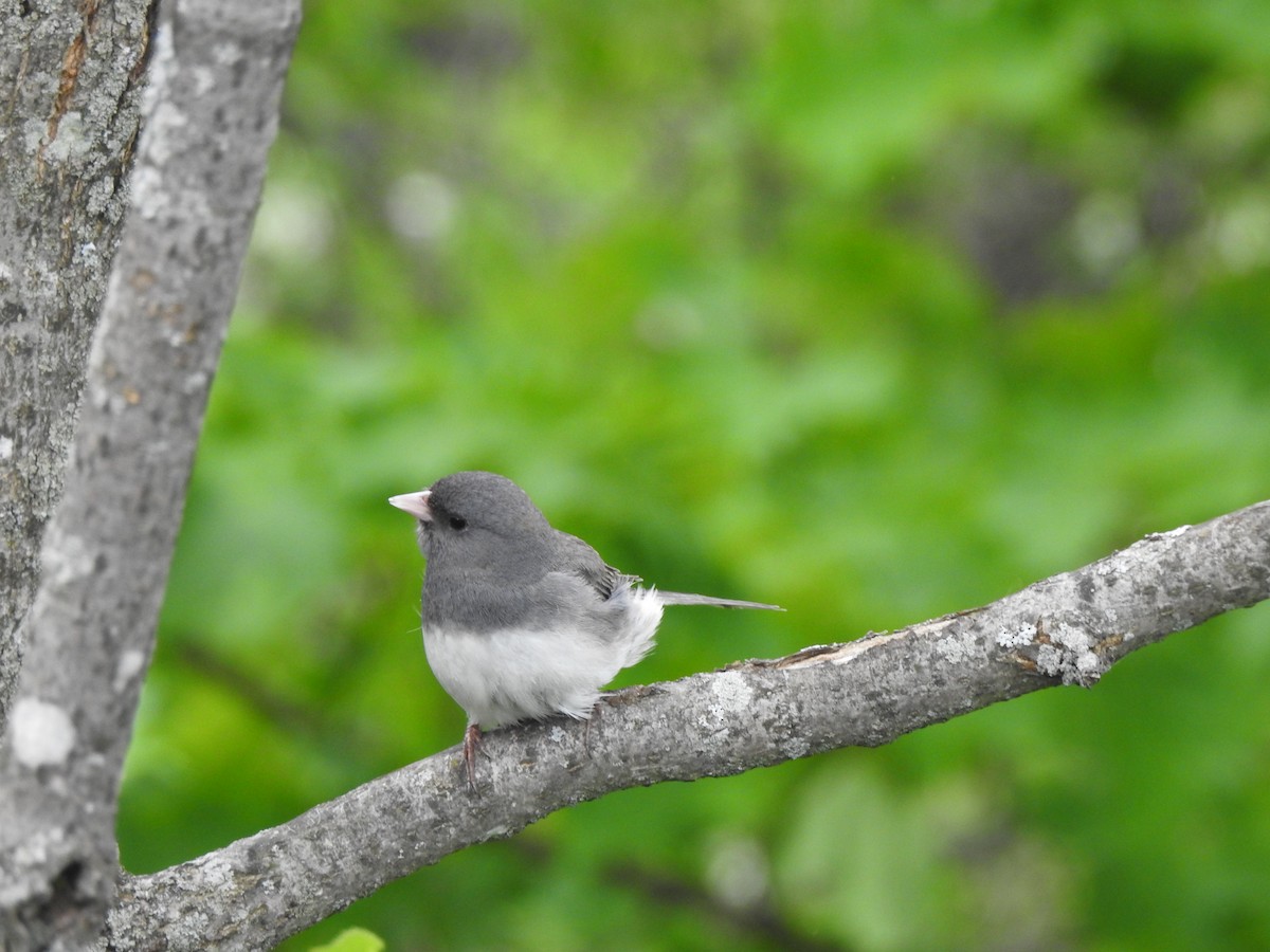 Dark-eyed Junco - ML342593651