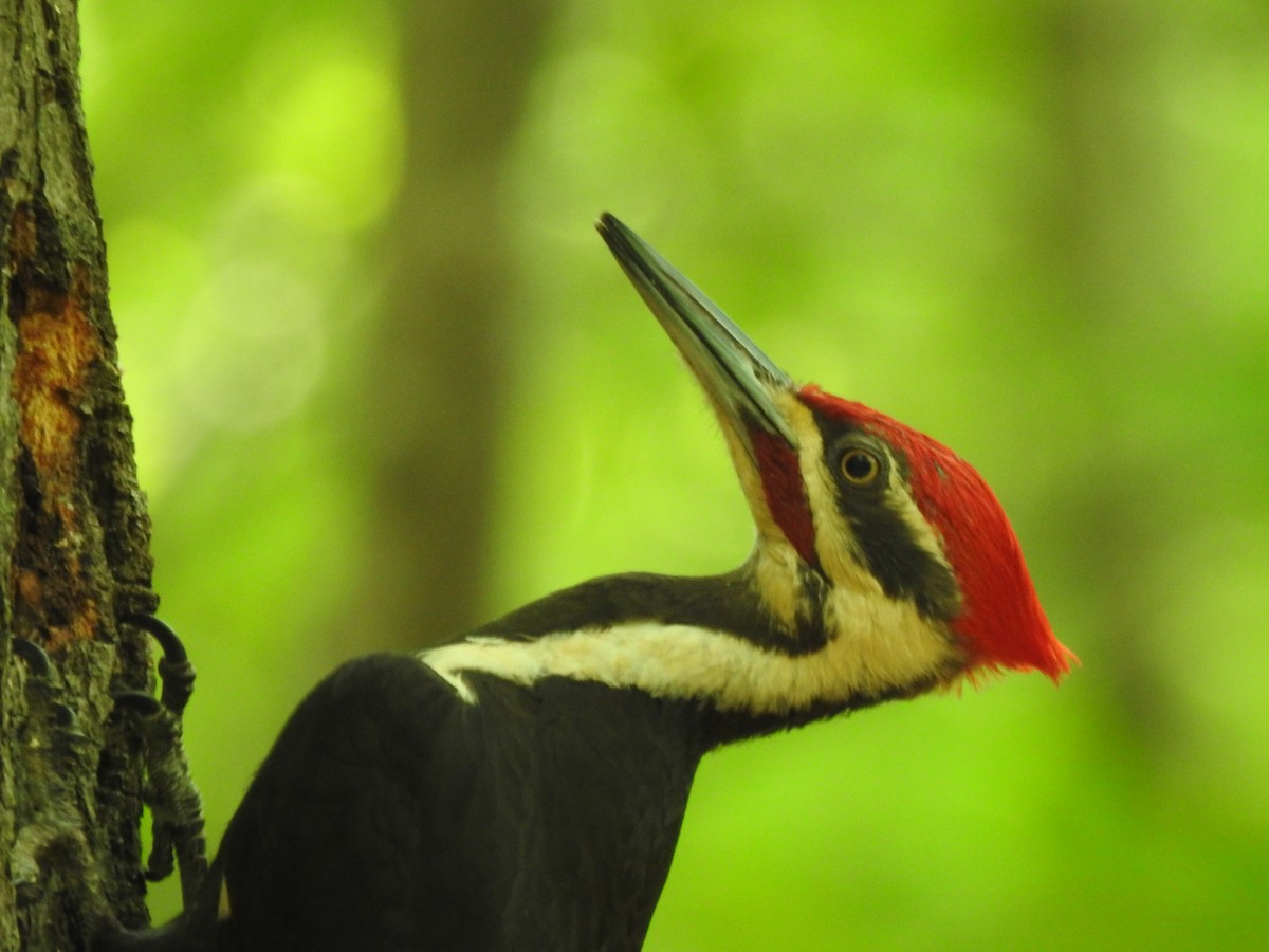 Pileated Woodpecker - ML342593831