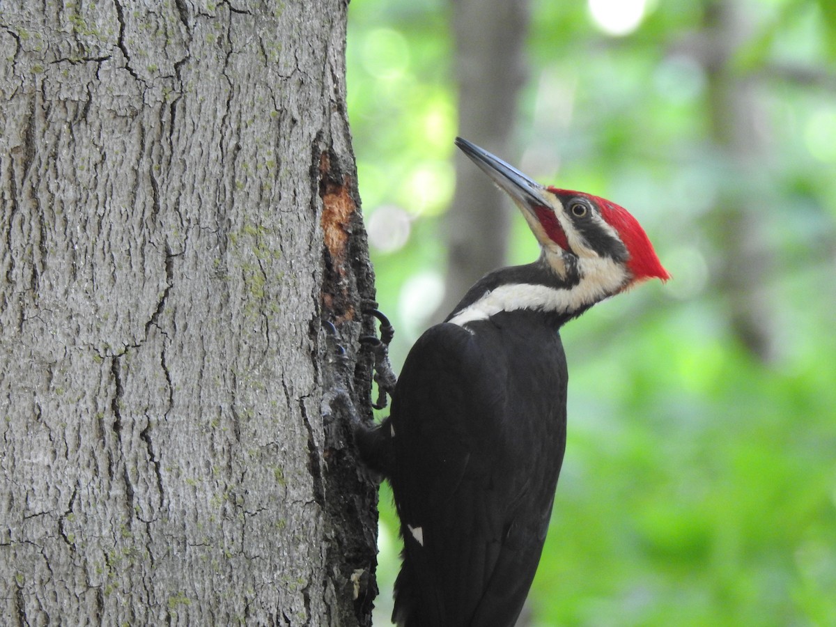 Pileated Woodpecker - ML342594021