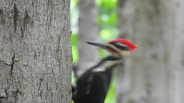 Pileated Woodpecker - ML342594791