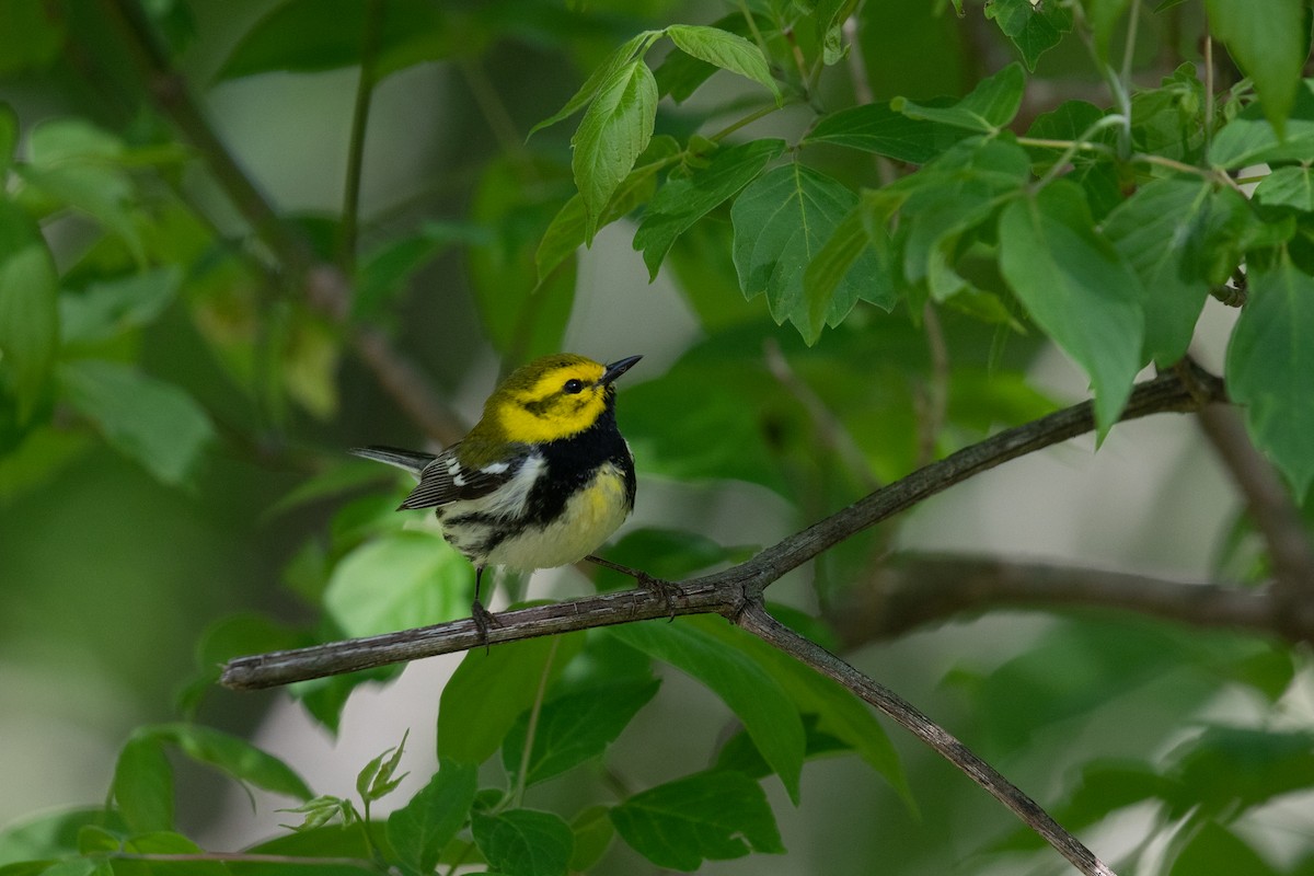 Black-throated Green Warbler - ML342594951