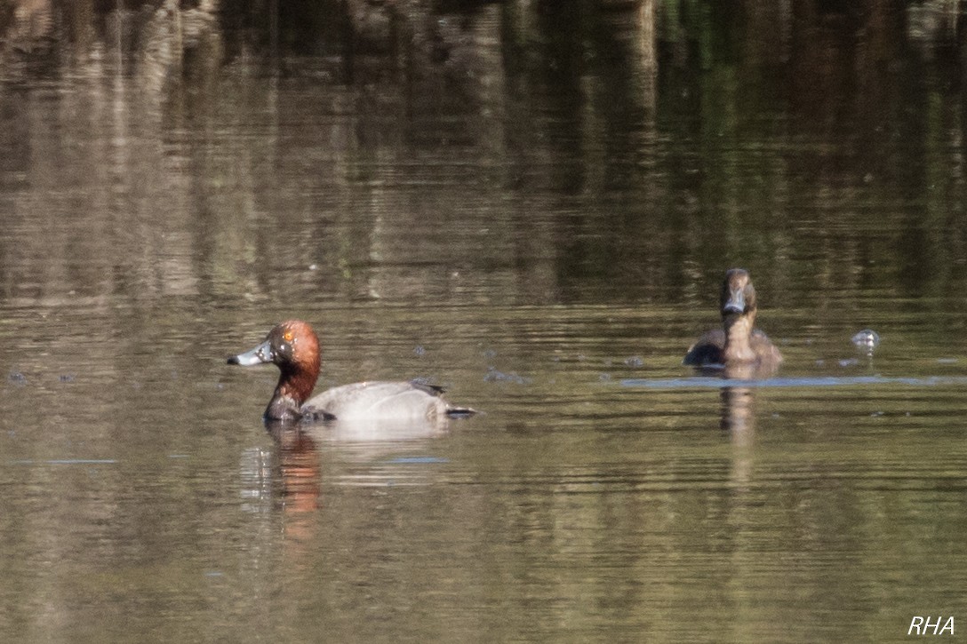 Redhead - ML342596421