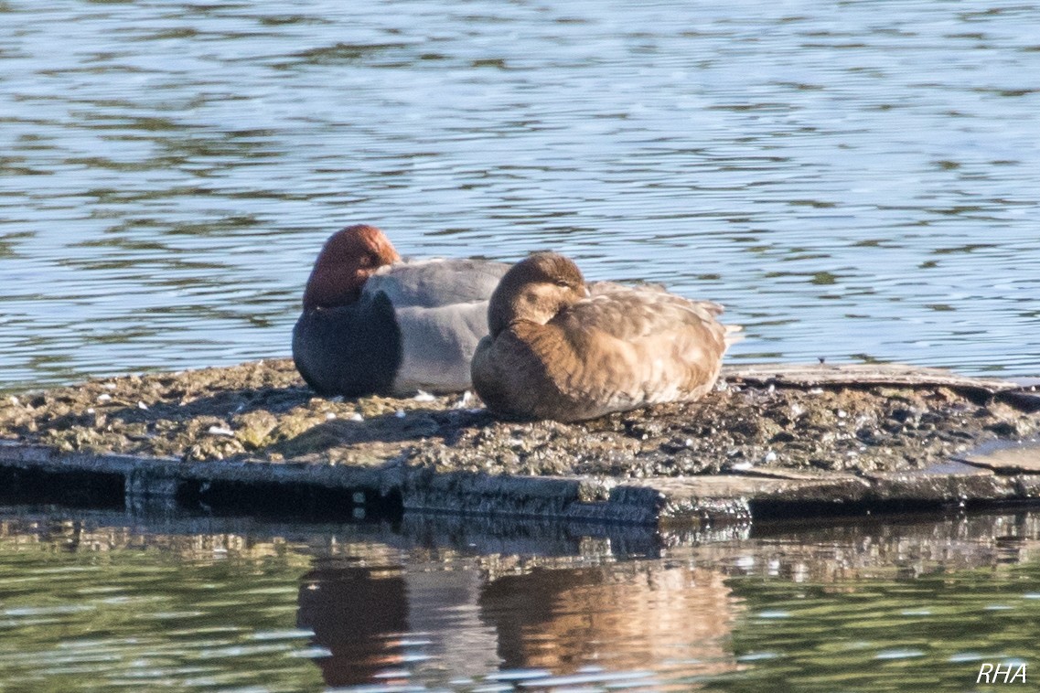 Redhead - ML342596431