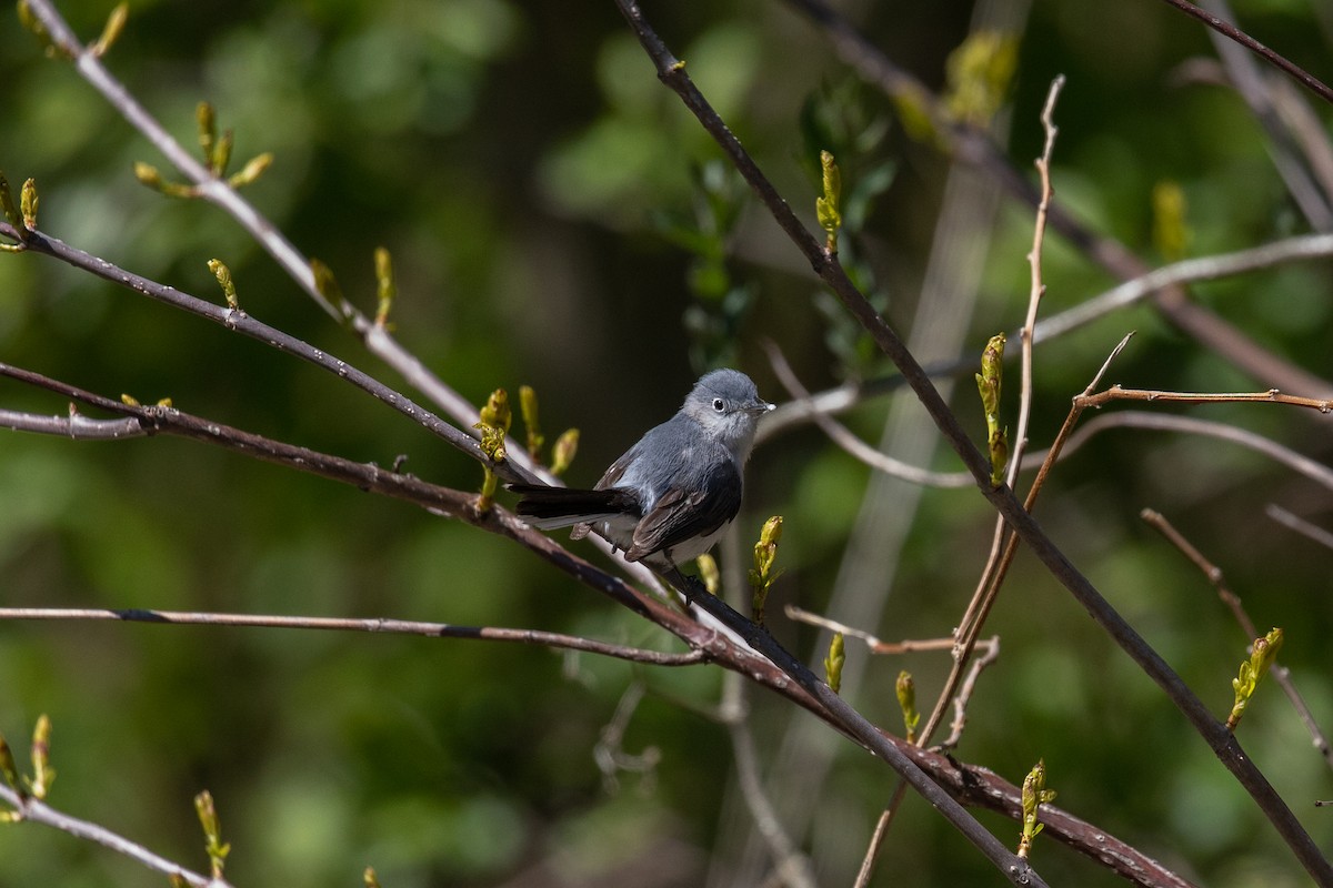 Blue-gray Gnatcatcher - ML342596481