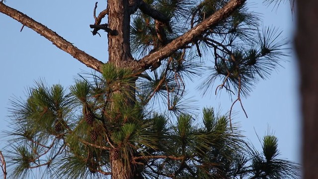 Red-cockaded Woodpecker - ML342596941