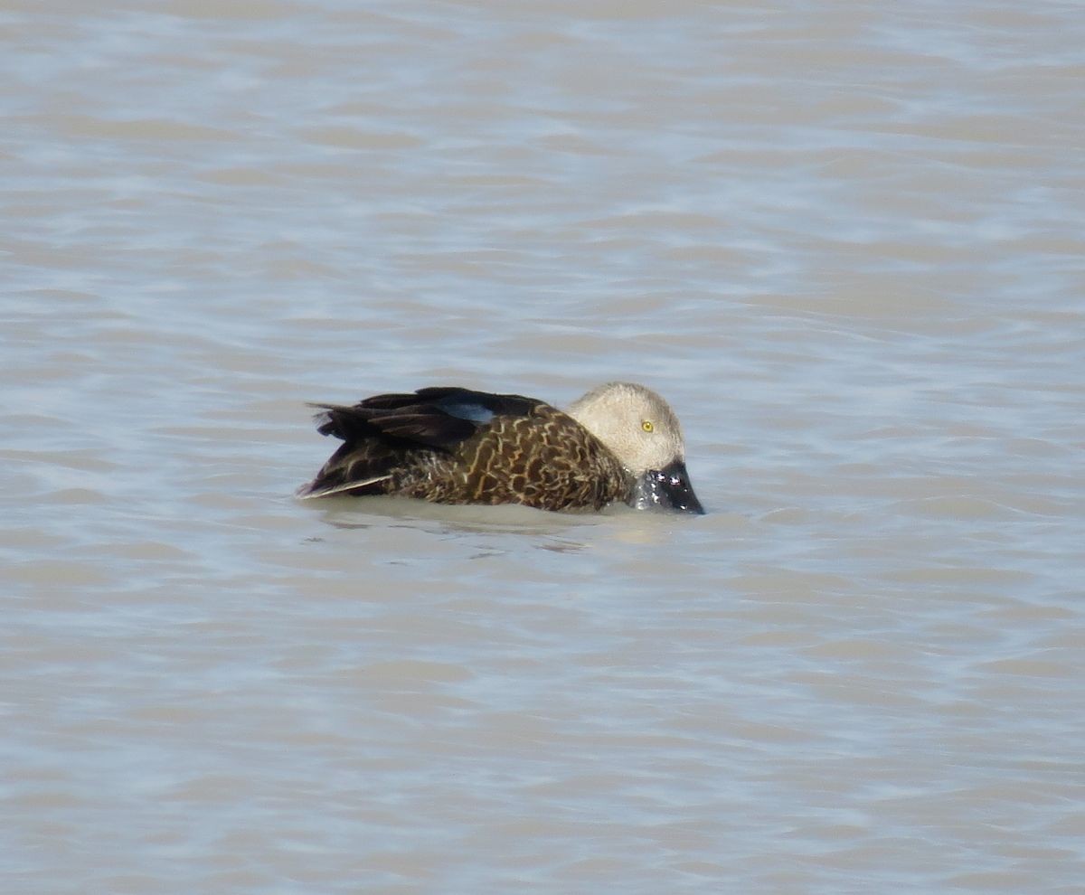 Cape Shoveler - ML34259751