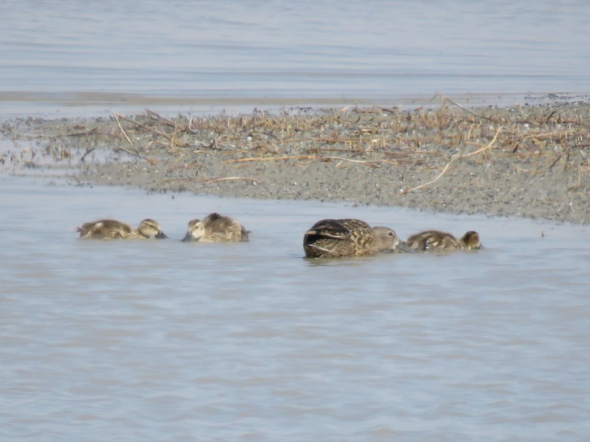 Cape Shoveler - ML34259771