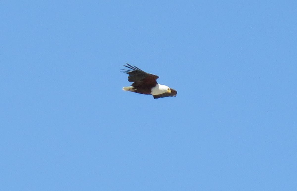 African Fish-Eagle - ML34259891