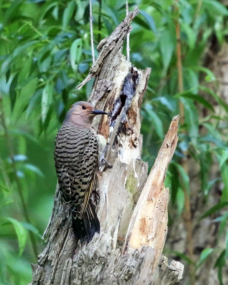 Northern Flicker (Yellow-shafted) - ML342599021