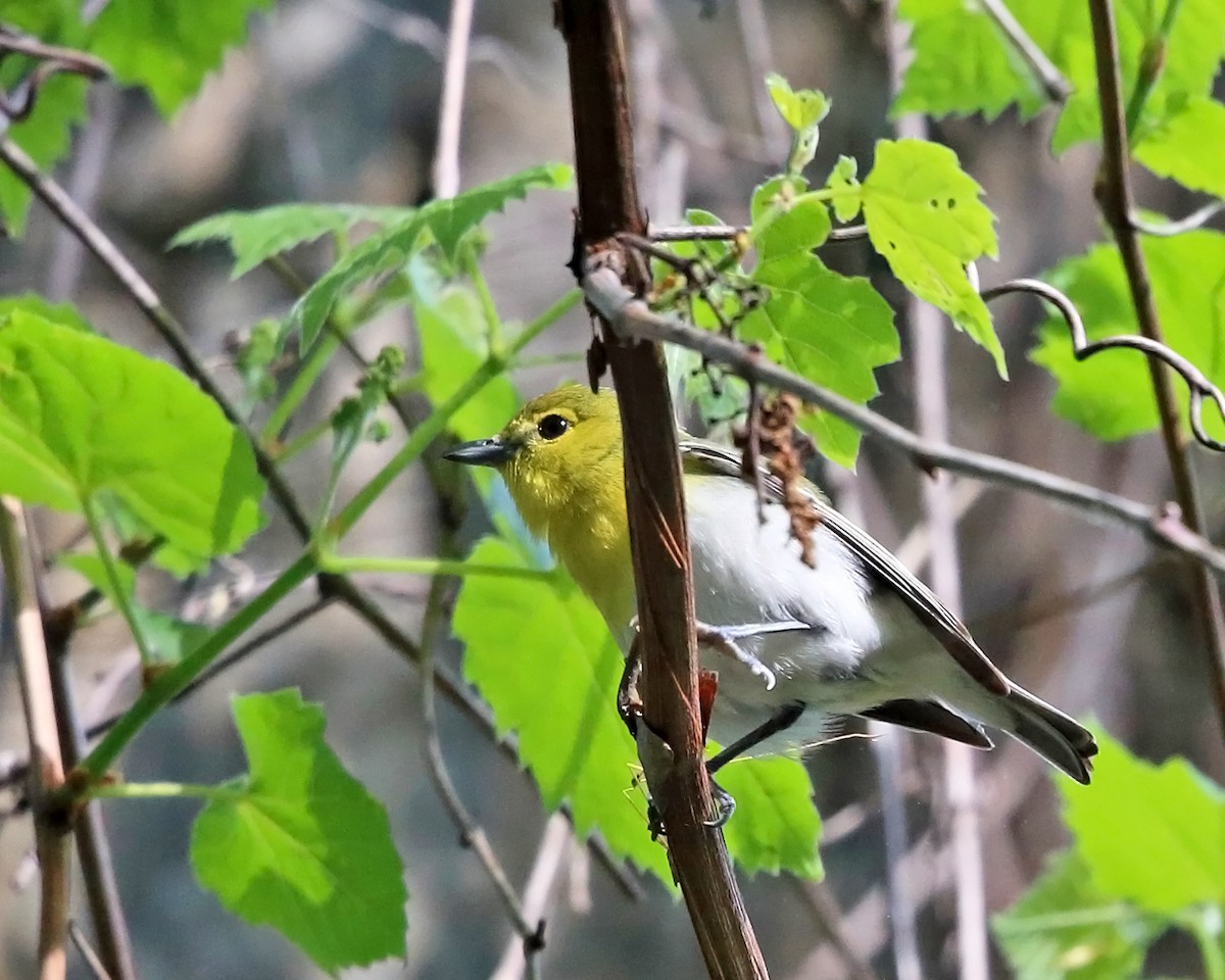 Yellow-throated Vireo - ML342599171