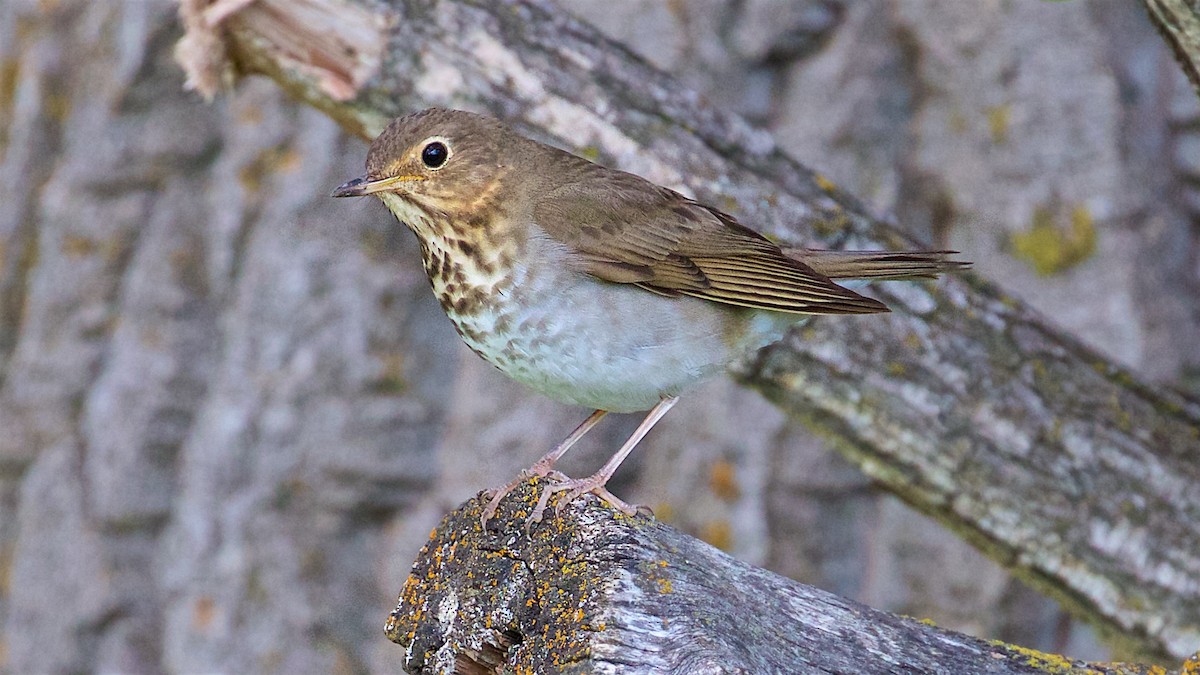 Swainson's Thrush - ML342600221