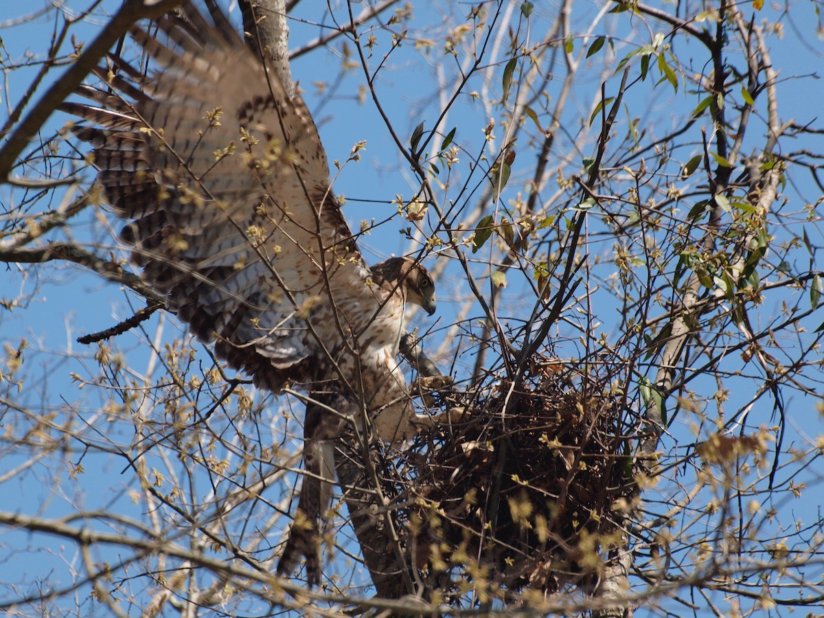 Red-tailed Hawk - ML342600711