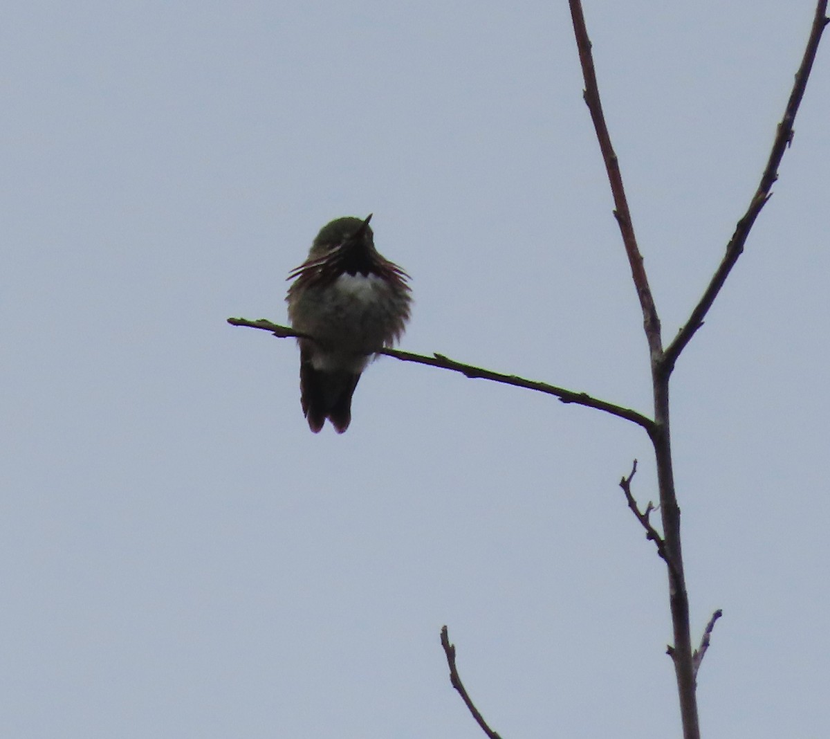 Calliope Hummingbird - ML342601311