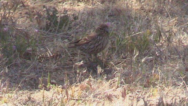 Cassin's Finch - ML342604571