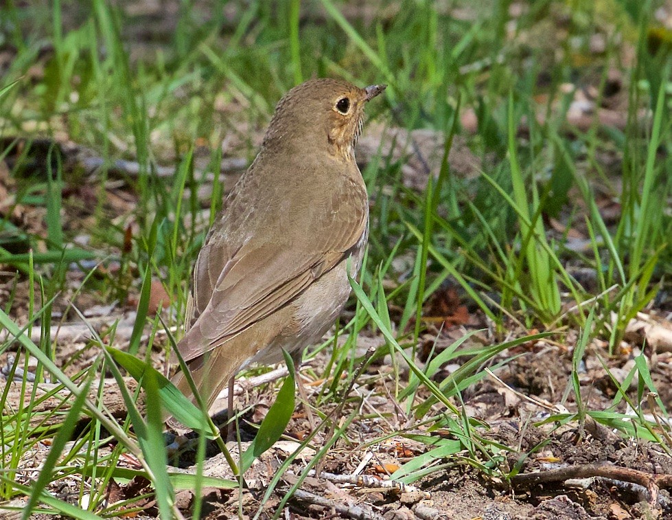 Swainson's Thrush - ML342605691