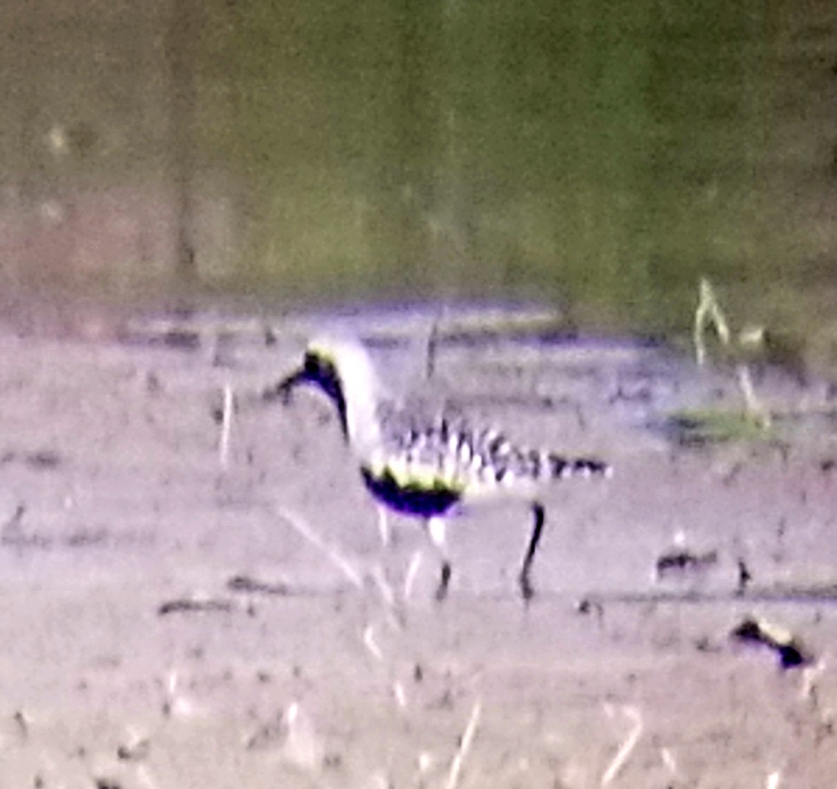 Black-bellied Plover - ML342608371