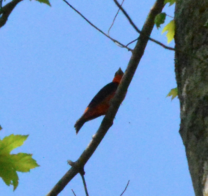 Scarlet Tanager - ML342610401