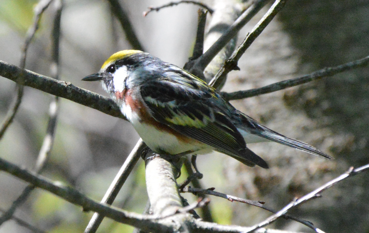 Chestnut-sided Warbler - ML342610851