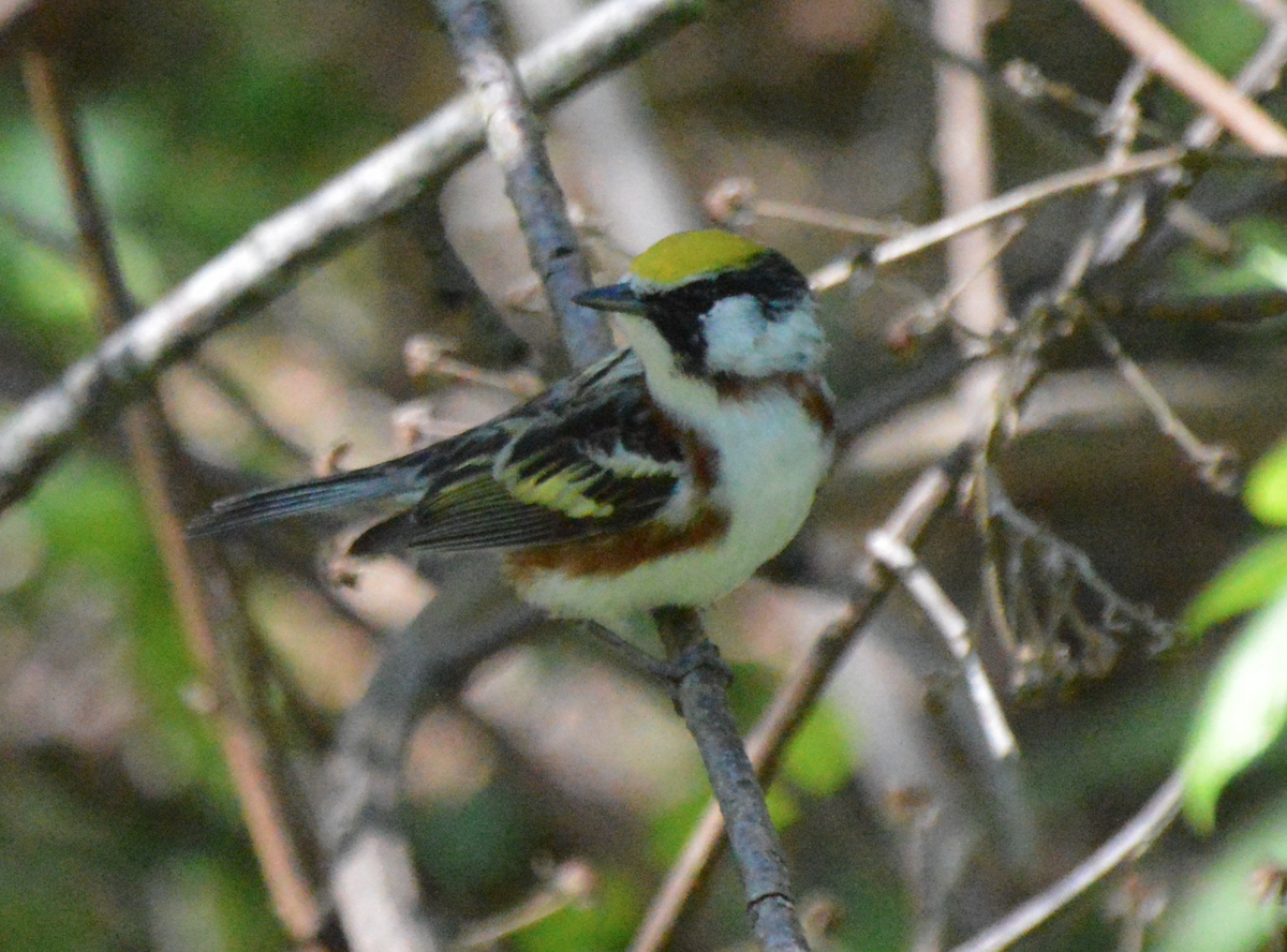 Chestnut-sided Warbler - ML342610861