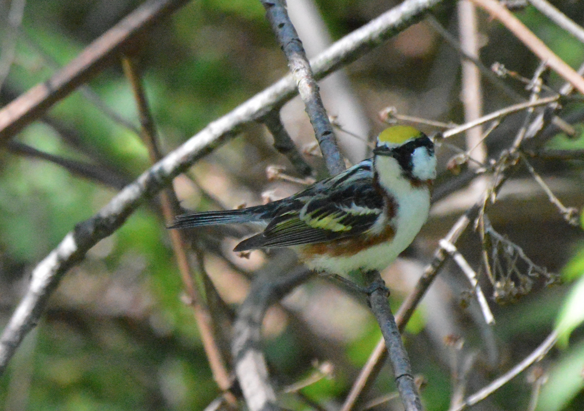 Chestnut-sided Warbler - ML342610881