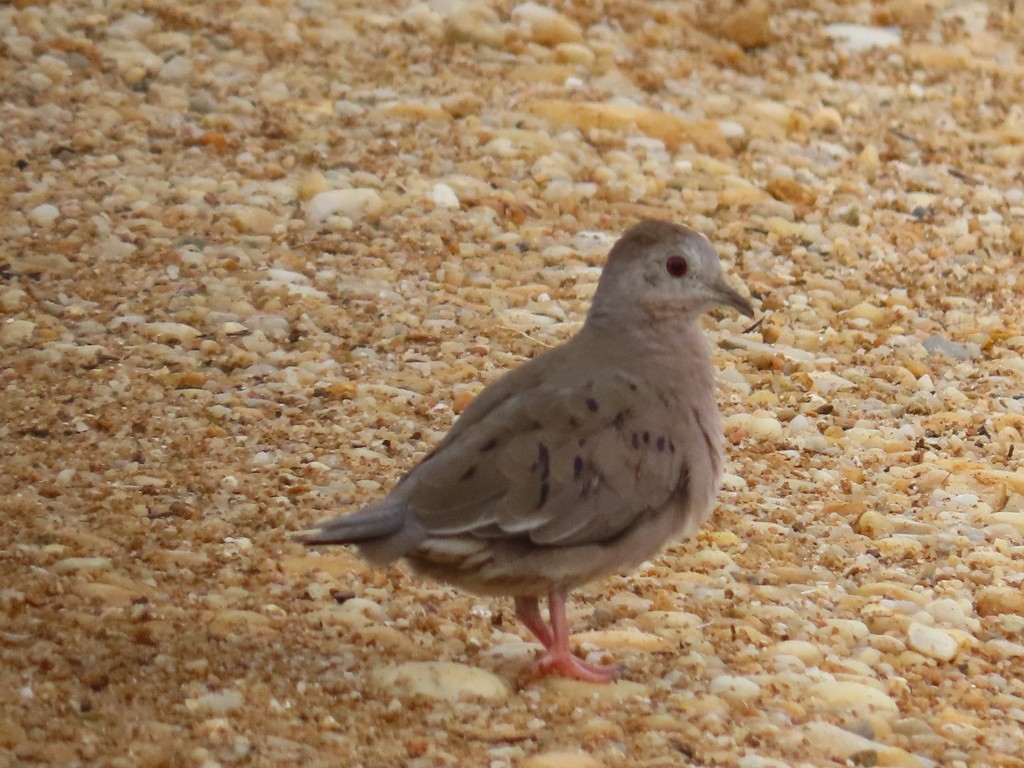 Ruddy Ground Dove - ML342611261