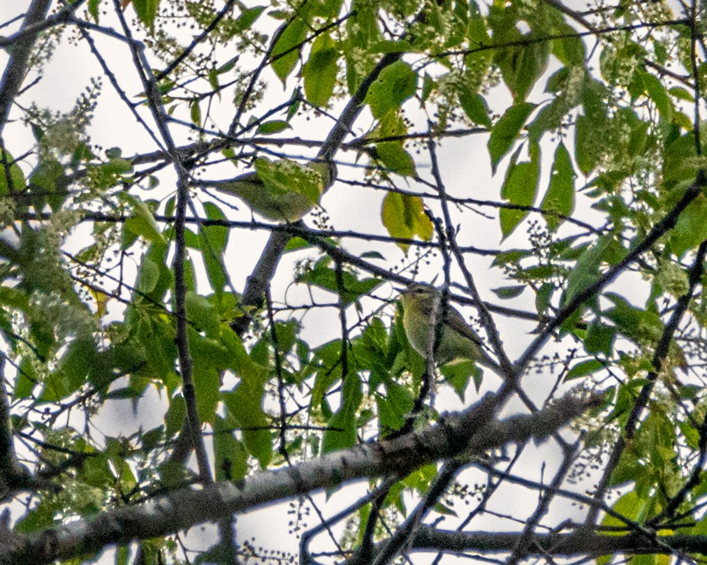 Philadelphia Vireo - Dori Eldridge