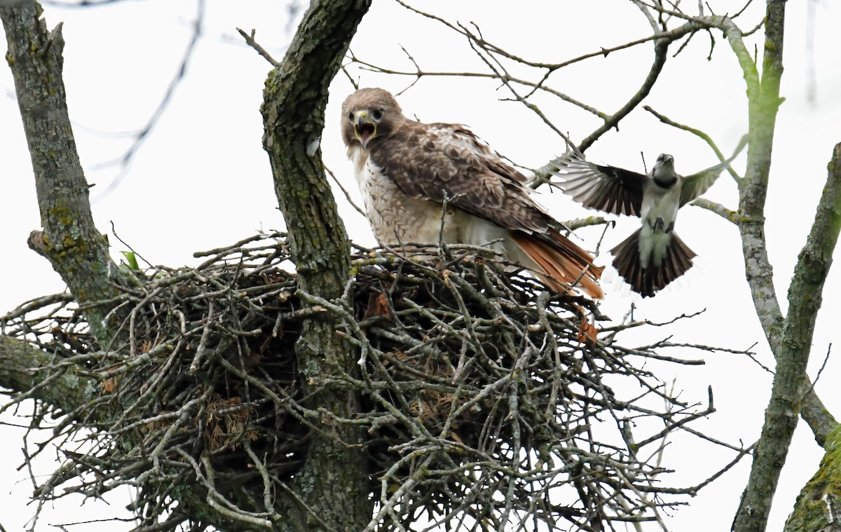 Red-tailed Hawk - ML342611561