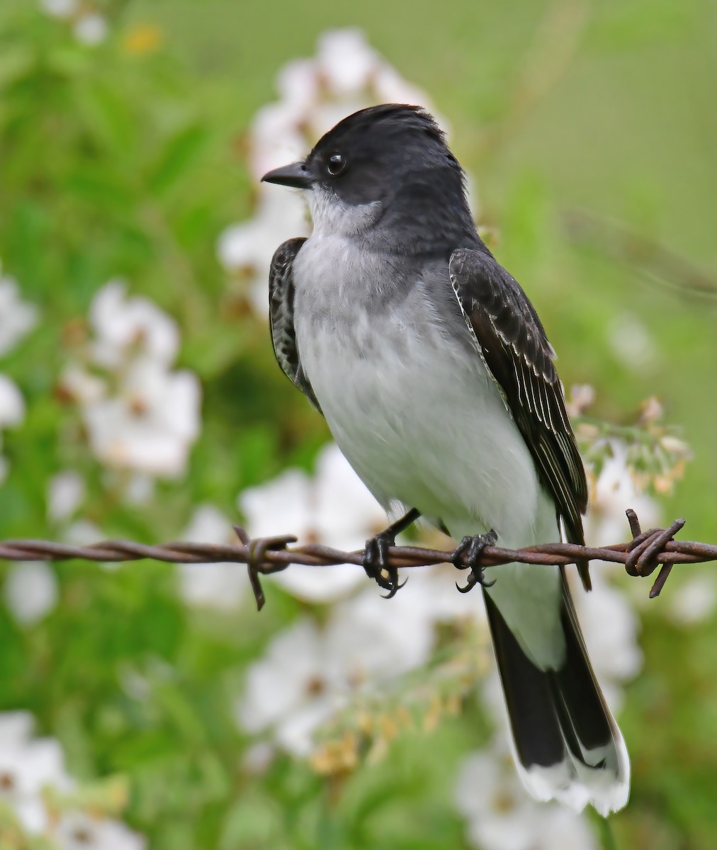 Eastern Kingbird - ML342612001