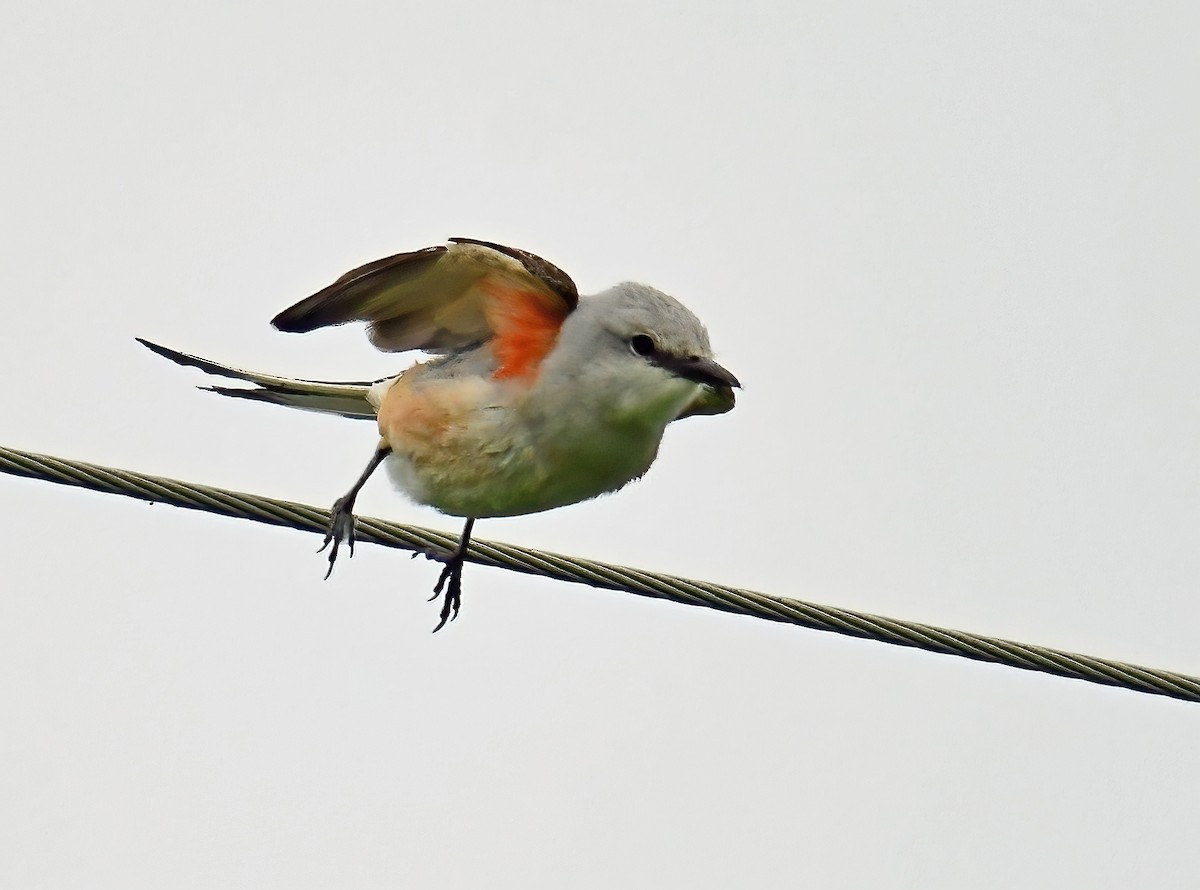 Scissor-tailed Flycatcher - ML342612101