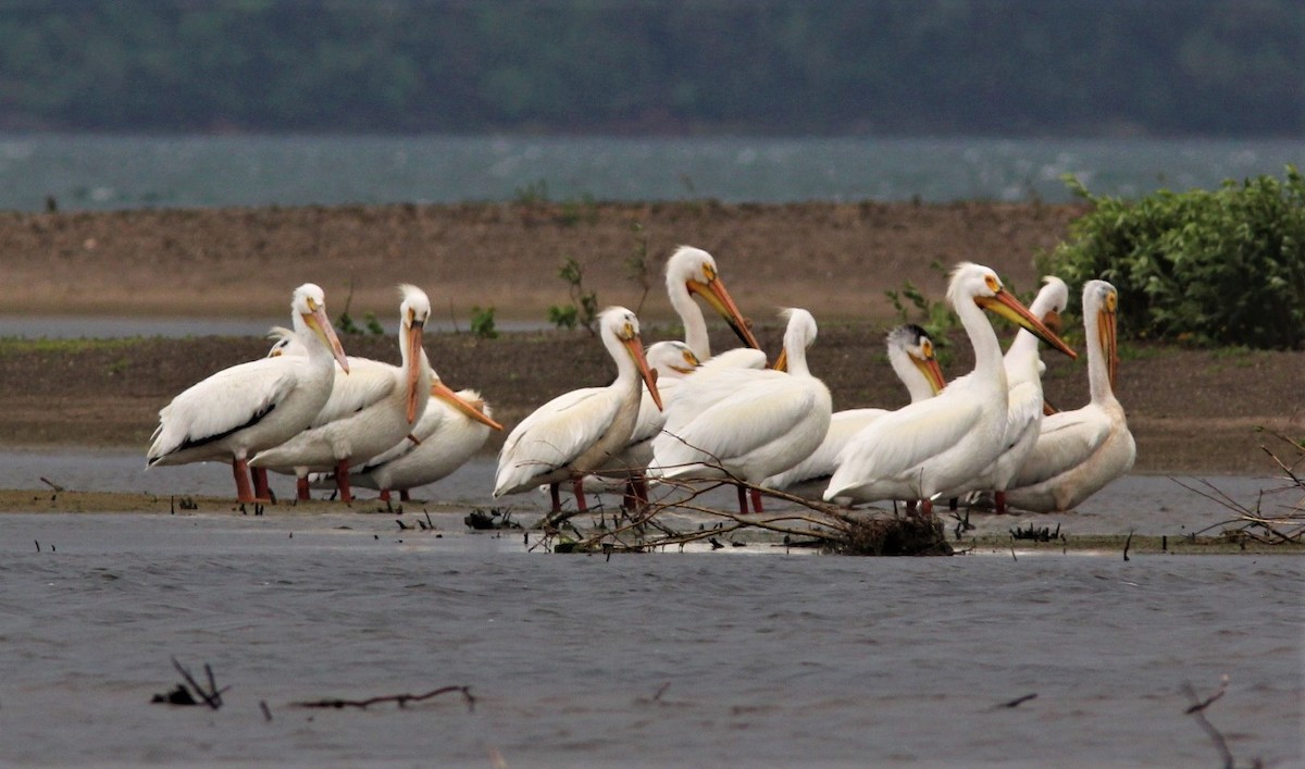 American White Pelican - Jerry McWilliams