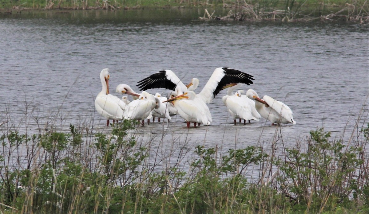 American White Pelican - Jerry McWilliams