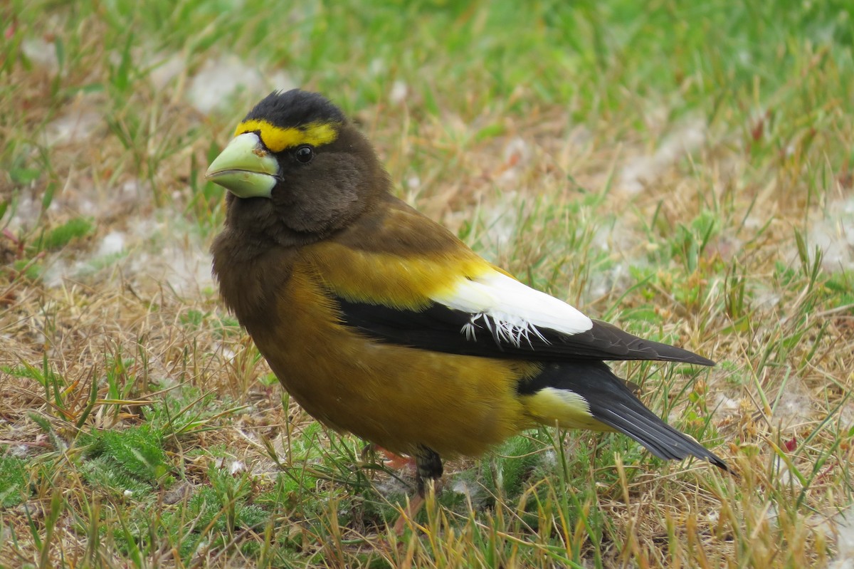 Evening Grosbeak - ML342614731