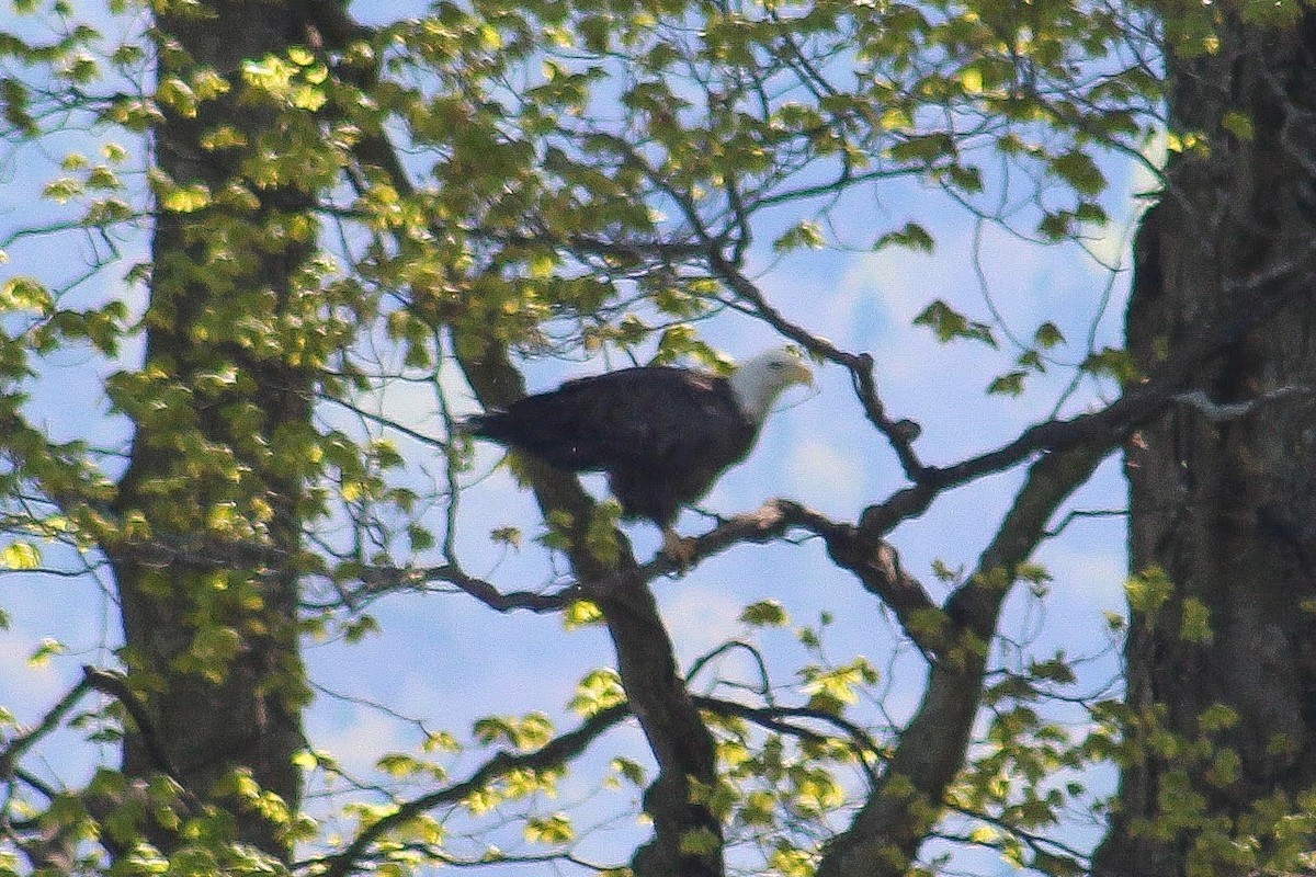 Bald Eagle - ML342614971