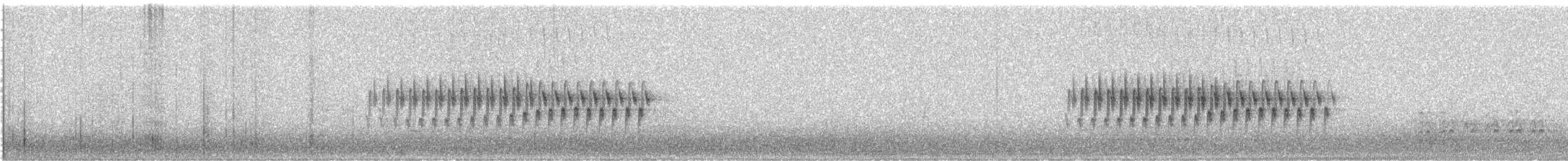 Юнко сірий (підвид caniceps) - ML342615461