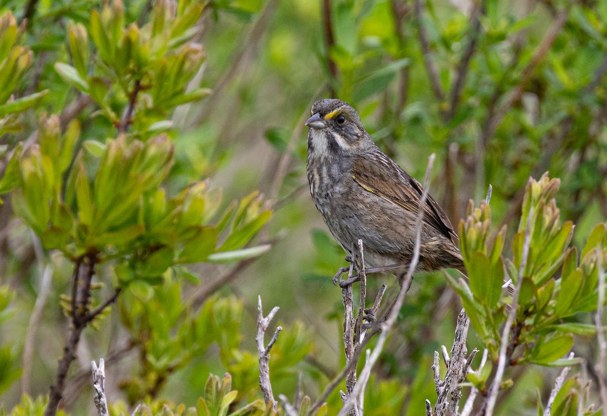 Seaside Sparrow (Atlantic) - Anonymous