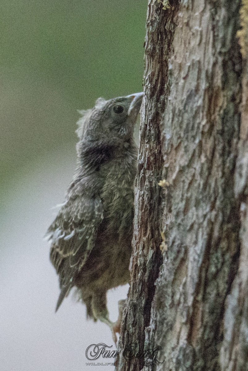 Brown-headed Cowbird - Fan Song